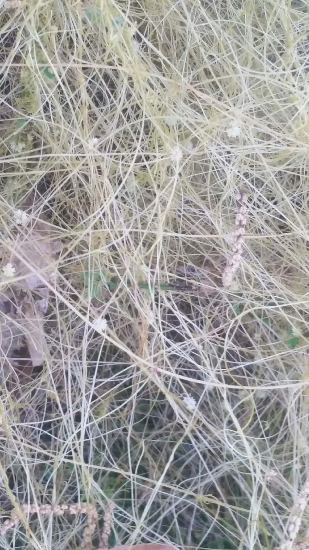 Cuscuta cfr. campestris (Convolvulaceae)